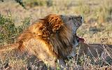 TANZANIA - Serengeti National Park - Leoni Lions - 45